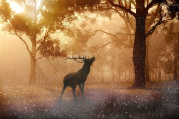 armando_gariboldi_naturalista_32