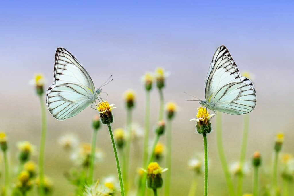 armando_gariboldi_naturalista_farfalle