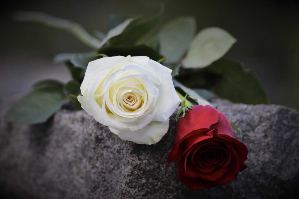 Armando Gariboldi Naturalista rose