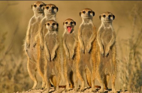 Armando Gariboldi Naturalista suricati africani