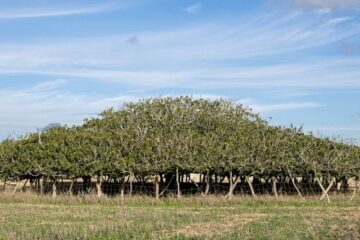 Armando Gariboldi Naturalista - fichi Formentera