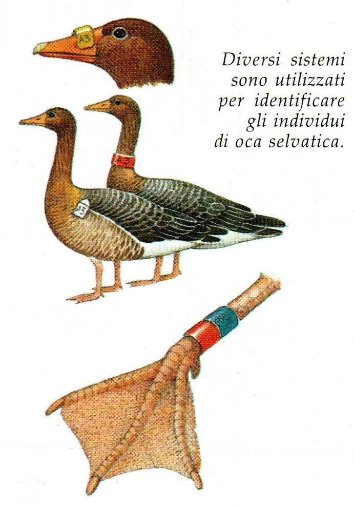 Armando Gariboldi Naturalista articolo per la rivista Airone "Riconoscere gli individui"