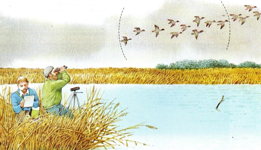 Armando Gariboldi Naturalista rivista Airone articolo "Contare gli uccelli"