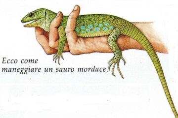Armando Gariboldi Naturalista articolo per la rivista Airone "Maneggiare animali"