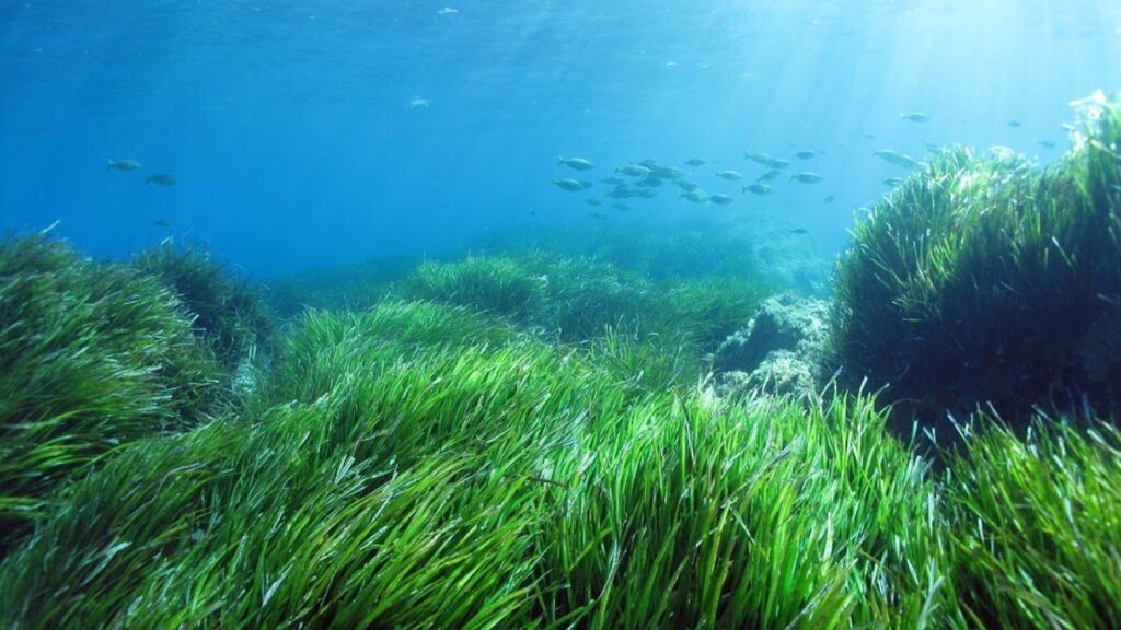 armando gariboldi prateria posidonia oceanica