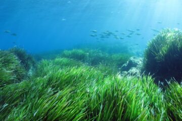 armando gariboldi prateria posidonia oceanica